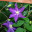Clematis hybrida Bonanza